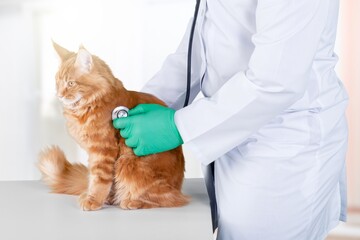 A veterinarian doctor examines a cat in a veterinary clinic.