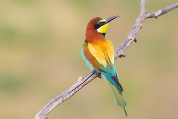 Avian Beauty: Bee Eater's Classic Branch Portrait