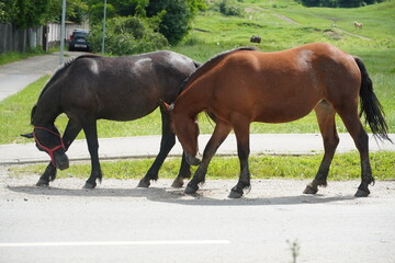 Big brown horses near a field 