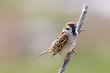 Eurasian tree sparrow on the branch close up portrait