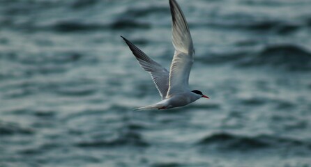 seagull, tern in flight