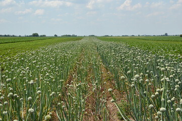 onion field in bloom with blue sky in the background