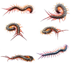  centipedes