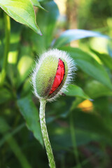 Beautiful vibrant vibrant scarlet poppies!