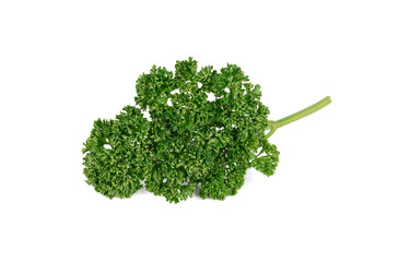 fresh parsley with stem on white background