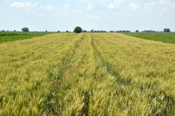 wheat field in the sunny spring day with blue sky in the background