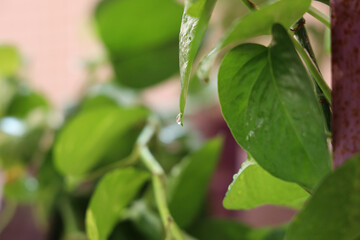 green leaves with water drops on money plant
