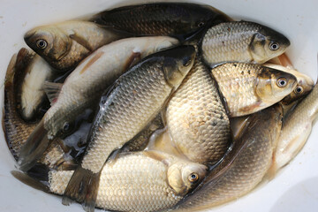 Fresh crucian fish in a white plastic bucket.