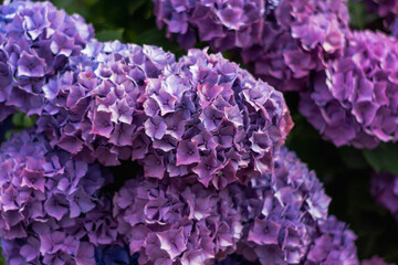 Abstract flower background. Near.