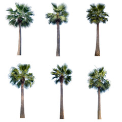 Fototapeta premium set of palm trees