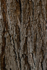 background texture of ribbed cracked tree bark