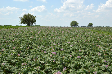 field of blooming potato plants in sunlight with blue sky and white clouds in the background