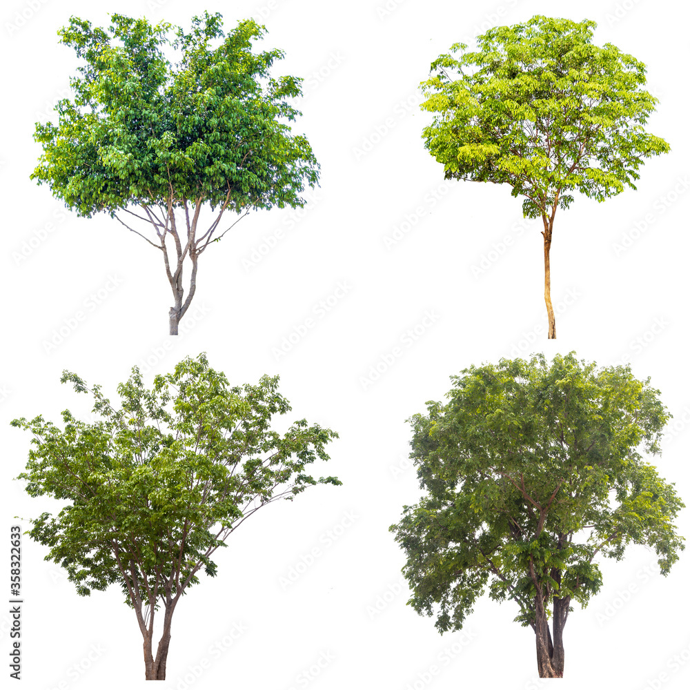 Canvas Prints tree