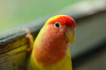 lovebird parrot head on old window background