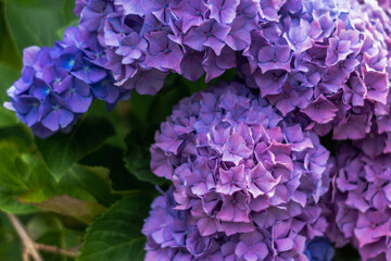 Abstract flower background. Near.