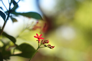 green leaves in spring and beautiful red flowers 