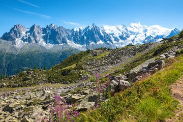 Beautiful summer Alpine landscape panorama with purple flowers and snow covered Mont Blanc mountain and Aiguille du Midi at background. France nature travel tourism. Environment, eco-planet concept.