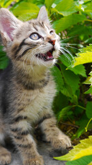 Macro photo cute kitten sitting in the garden and green grass.