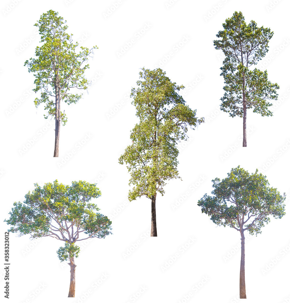 Canvas Prints isolated trees on white background, the collection of trees.