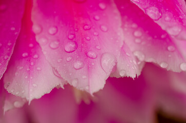 Beautiful pink orchid cactus flower (Epiphyllum genre)