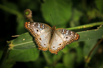 Borboleta no entardecer