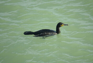 A Cormorant fishing in the harbour.