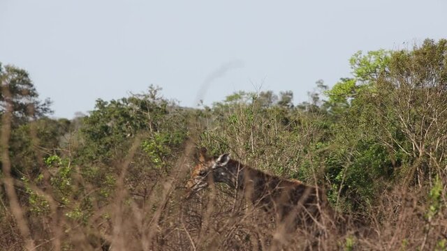A giraffe during a safari in the Hluhluwe - imfolozi National Park in South africa