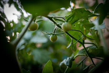 tomatoes on a vine