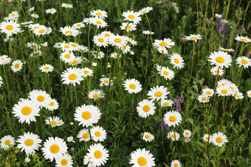 Daisies with white petals and yellow centers.