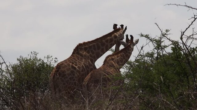 Two giraffes during a safari in the Hluhluwe - imfolozi National Park in South africa