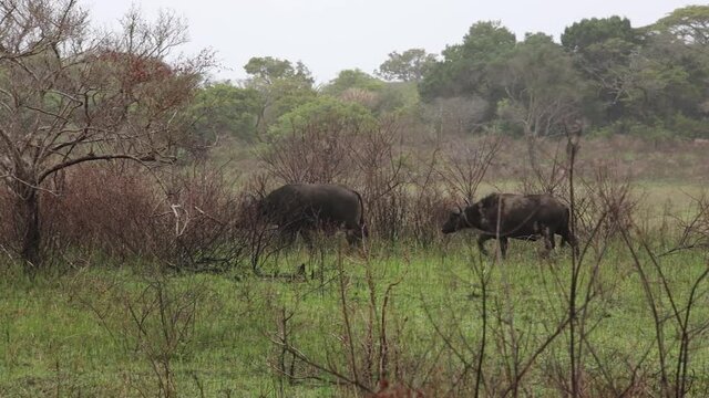 Two buffalos parring and playing in the Isimangaliso National Park in Southafrica