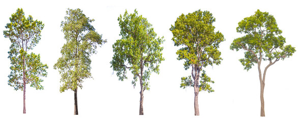 The collection of trees, Isolated trees on white background.
