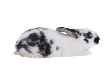 profile Dalmatian rabbit isolated on a white background