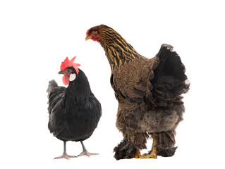 Big hen Brama is looking at a black chicken.  isolated on a white background.