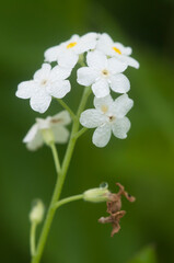Forget-me-not white flowers