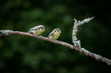 Two Eurasian blue tit (Cyanistes caeruleus) sitting on branch