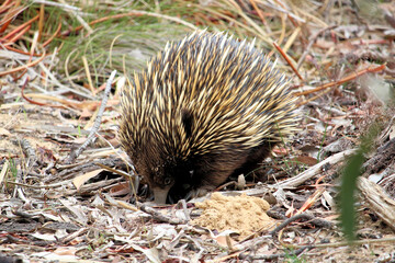 Wild Short-beaked Echidna (Tachyglossus aculeatus) South Australia