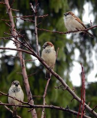три товарища воробья