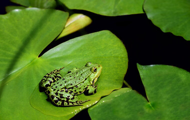 A green frog is sitting on a lily pad in the middle of other green leaves on the pond
