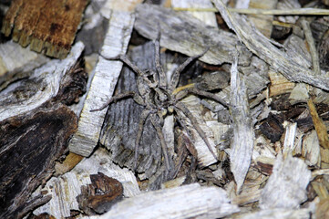 Wolf Spider (Lycosidae) at night, South Australia