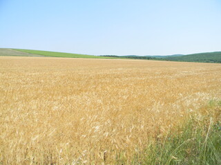 brown wheat field under blue sky in summer - Powered by Adobe