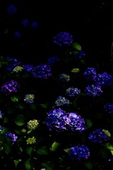 木陰に咲いた紫陽花