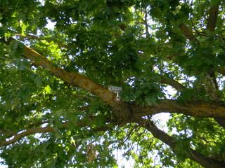 video camera on a large oak tree in the afternoon in the summer in the leaves