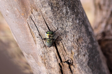 Rutilia Fly (Tachinidae) on tree trunk, South Australia