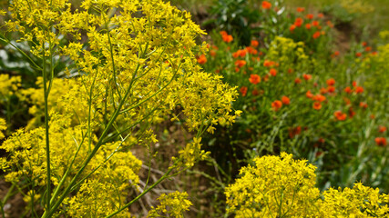 Canola plant. Plant with yellow flowers, oil used in biodiesel production. Rapeseed