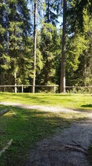 path in the woods