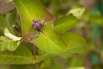 Naklejka premium Insects of aphids sit on the leaves of honeysuckle near the flower. These are pests that damage plants and need to be sprayed with insecticide.