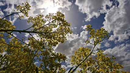 Fototapeta premium Canola plant. Plant with yellow flowers, oil used in biodiesel production. Rapeseed