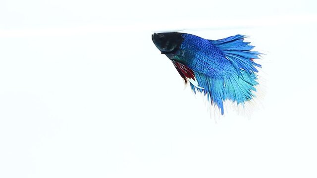 Close up Siamese fish betta blue color in tank water Isolate White Background 