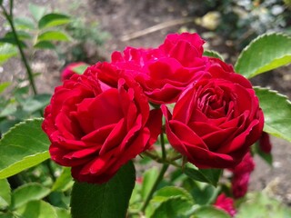 red rose in garden